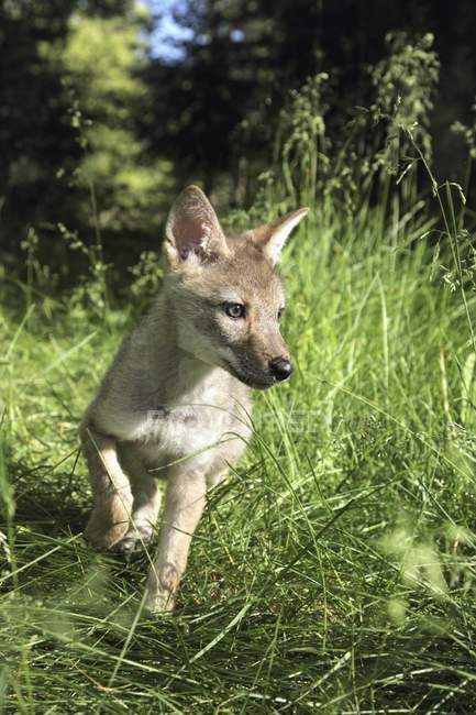 Пленённый щенок койота — стоковое фото