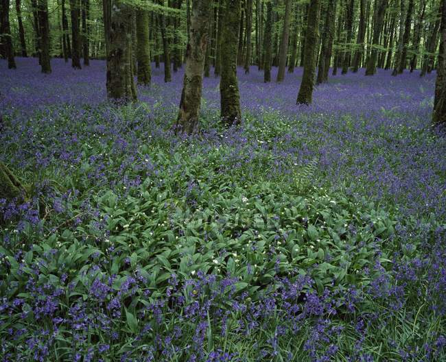 Ирландия, Bluebells On Forest Floor — стоковое фото