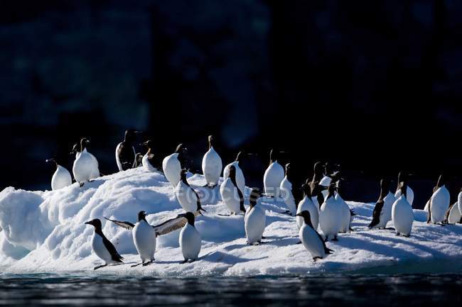Pinguine stehen auf Eis — Stockfoto