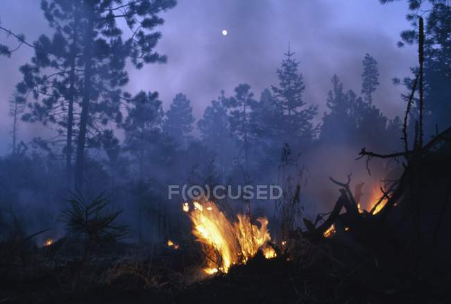 Лісовий вогонь, Санта-Фе Національна лісова — стокове фото