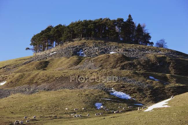 Sheep Grazing em cima — Fotografia de Stock