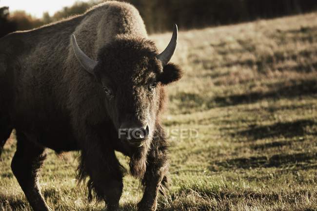 Буффало стоит на зеленой траве — стоковое фото