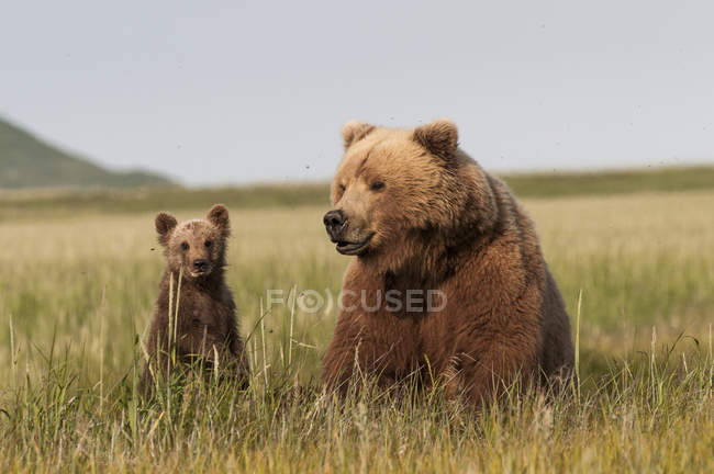 Медведь Гризли и Куб — стоковое фото
