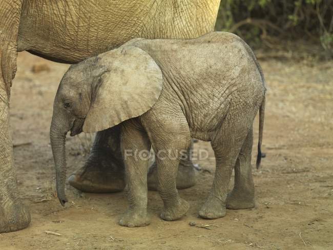 Мати і дитина слон — стокове фото