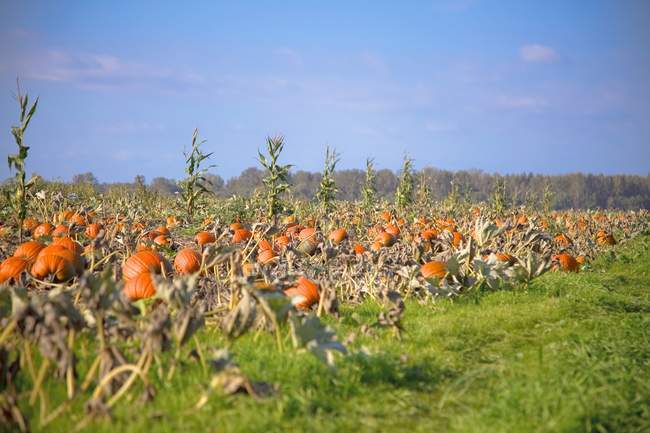Pumpkin Field over green grass — Stock Photo