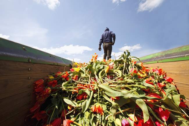 Trabalhador agrícola de tulipa — Fotografia de Stock