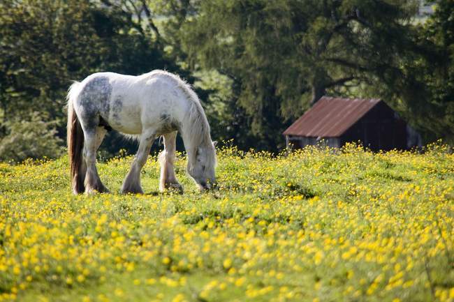 Выпас лошадей в поле — стоковое фото