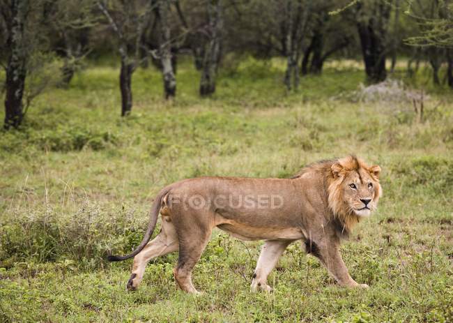 León macho caminando sobre hierba verde - foto de stock