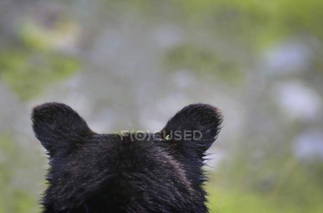Parte posterior de la cabeza del oso pardo - foto de stock