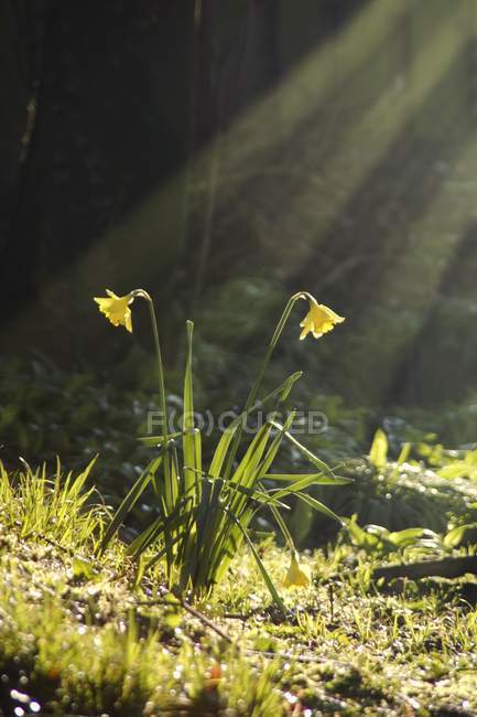 Narcisos na luz do sol no campo — Fotografia de Stock