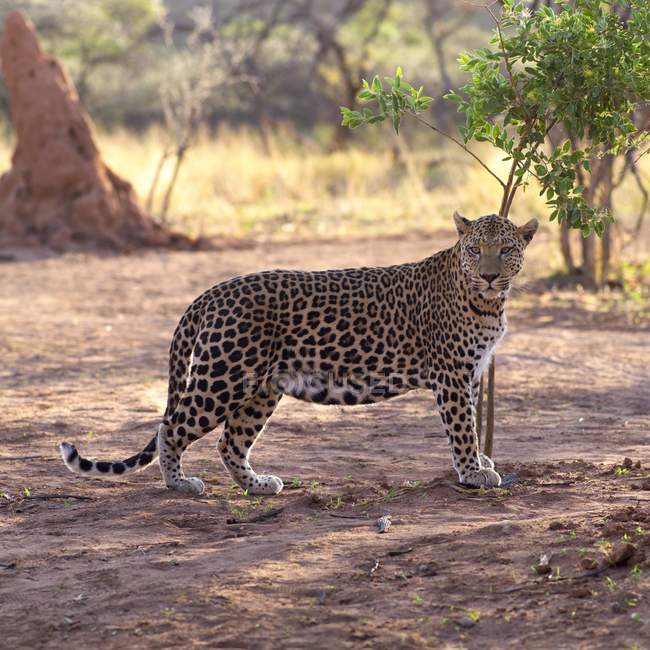 Леопард стоит на земле — стоковое фото