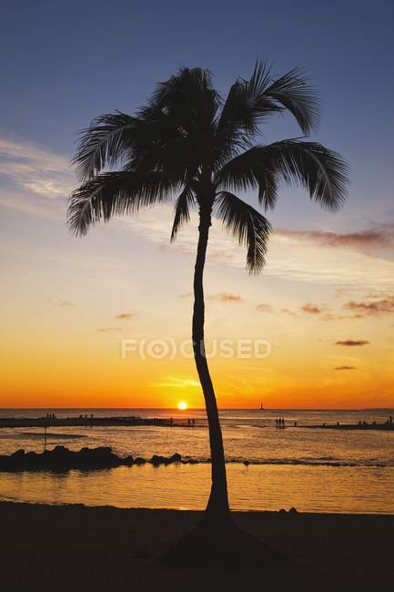 Cove With Palm Tree — Stock Photo