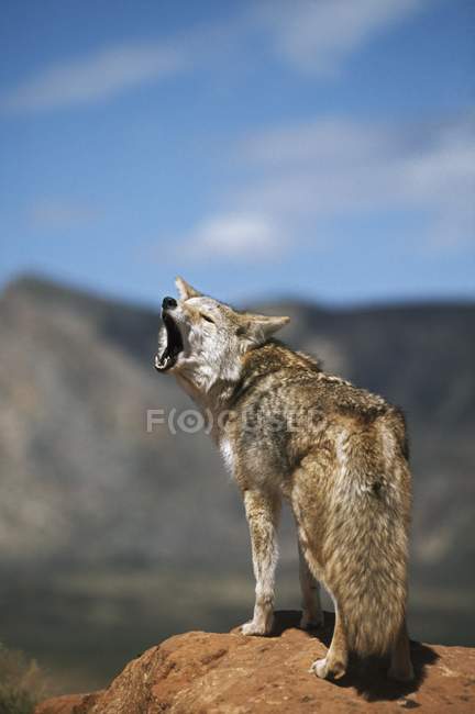Kojote heult vom Höhepunkt — Stockfoto