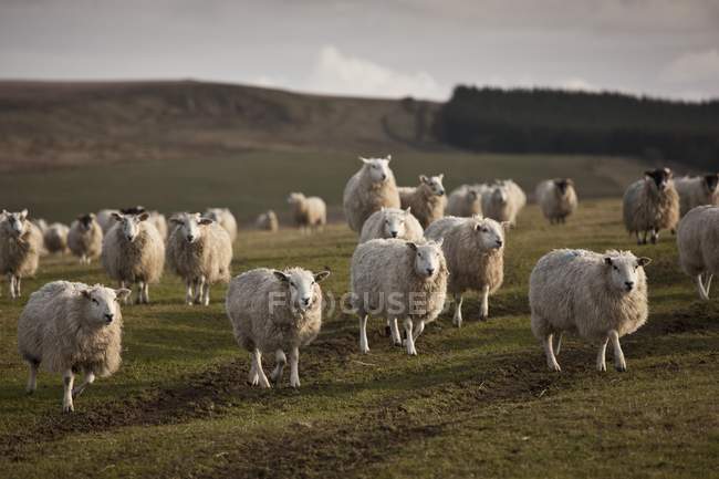 Troupeau de moutons dans les champs — Photo de stock