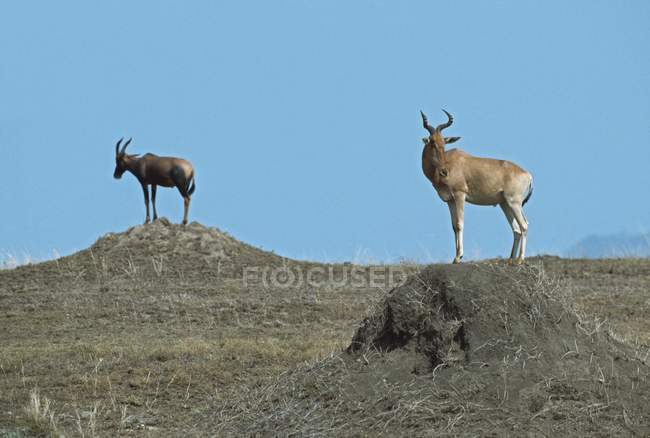 Hartebeest e Topi in piedi — Foto stock