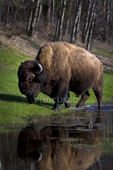Buffalo pela margem do Rio — Fotografia de Stock