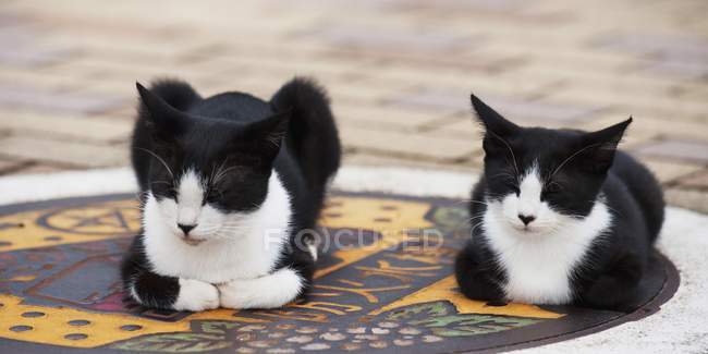 Due gatti seduti — Foto stock