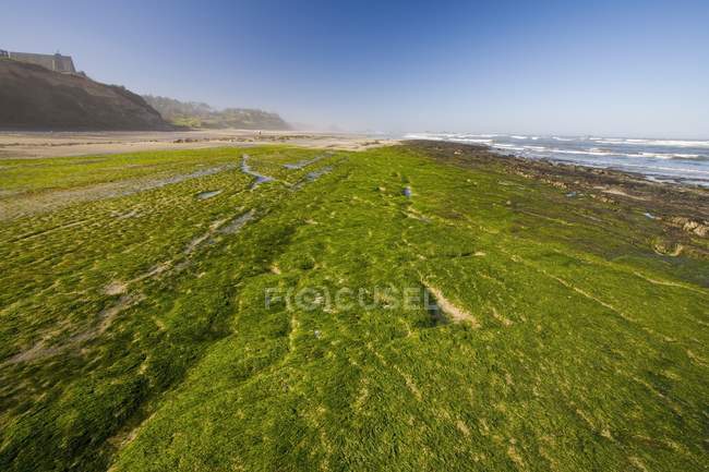 Green grass on filed — Stock Photo
