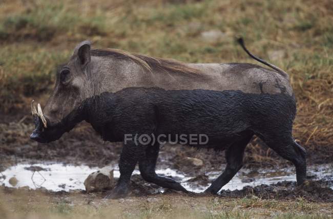 Muddy Warthog contro pozzanghera — Foto stock