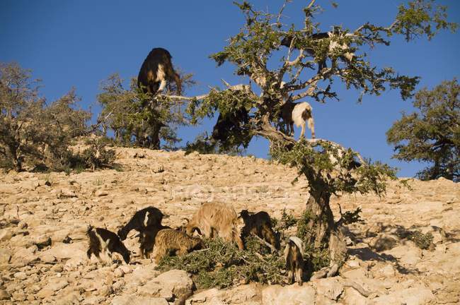 Tree Climbing Goats — Stock Photo