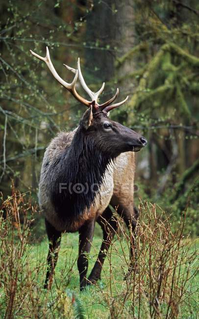 Roosevelt Elk sobre hierba verde - foto de stock