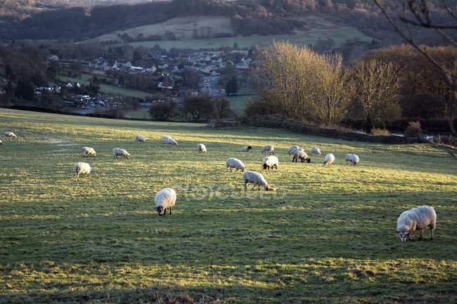 Sheep Grazing In Field — Stock Photo