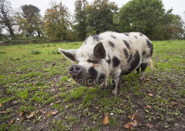 Weißes Schwein mit schwarzen Flecken — Stockfoto
