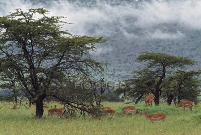 Impala gregge al pascolo nella foresta di Acacia, Africa — Foto stock