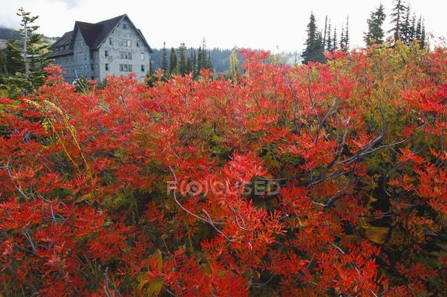 Осінні кольори у Mt. Реньє Національний парк — стокове фото