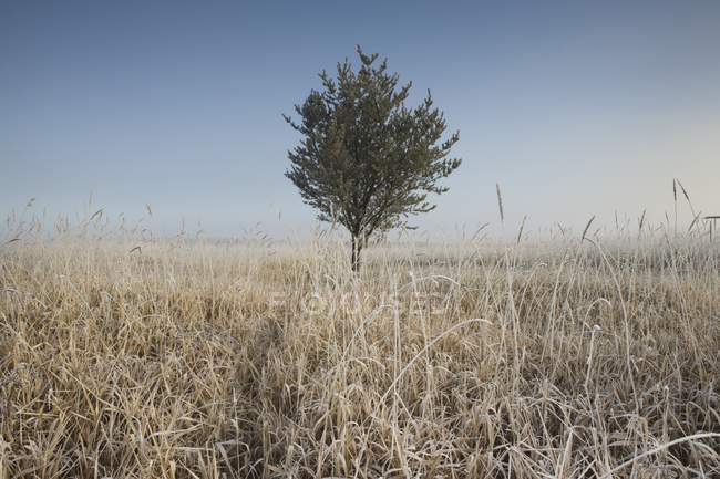 Frost On Tall Grass; Thunder Bay — Stock Photo