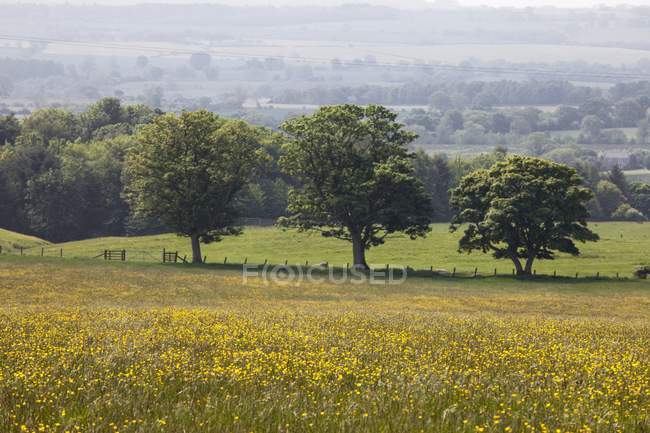 Field With Yellow Wildflowers — Stock Photo