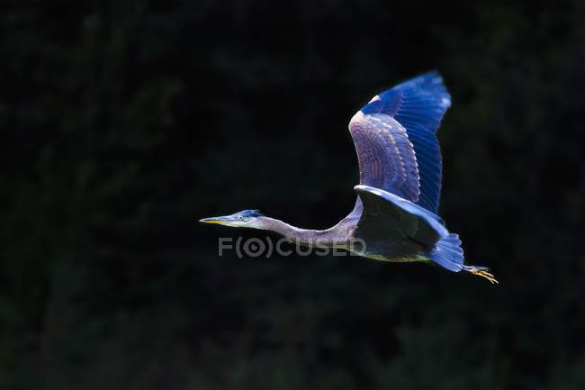Great Blue Heron — Stock Photo