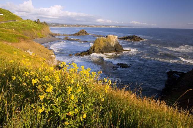 Fleurs sauvages le long de la côte contre l'eau — Photo de stock