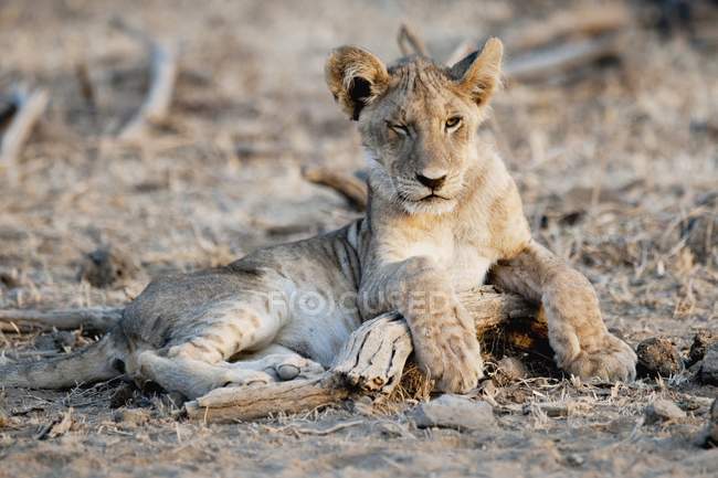 Лежащий на земле Lion Cub — стоковое фото