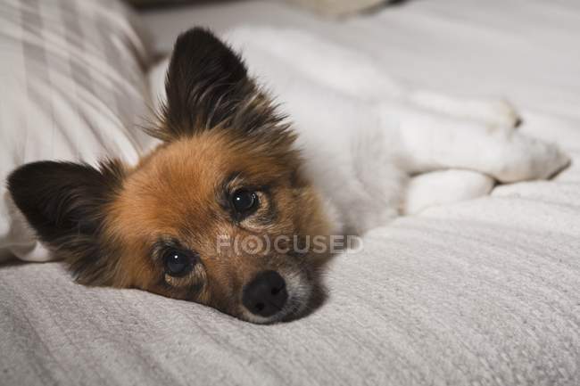 Nashville, Tennessee, Estados Unidos da América; A Dog Laying On — Fotografia de Stock