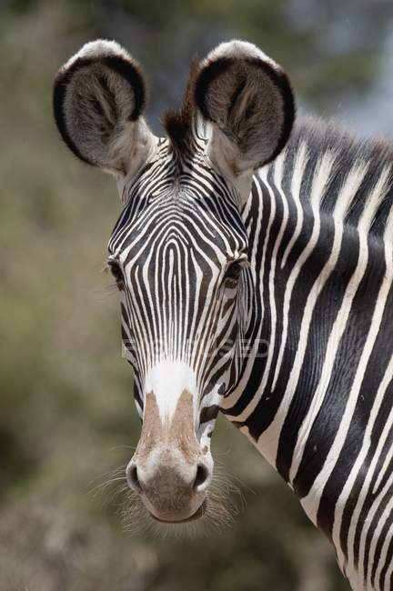 Feche a cabeça de Zebra — Fotografia de Stock