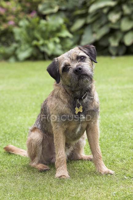 Border Terrier on grass — Stock Photo