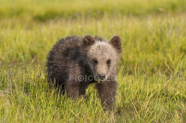 Cucciolo d'orso grizzly — Foto stock