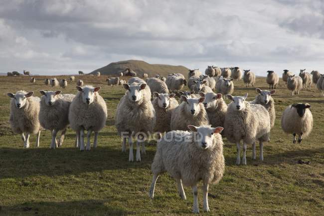 Schafherde auf dem Feld — Stockfoto