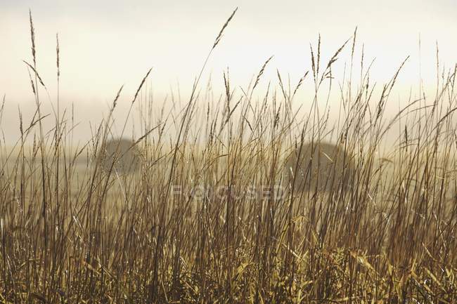 Утюги сена в поле — стоковое фото