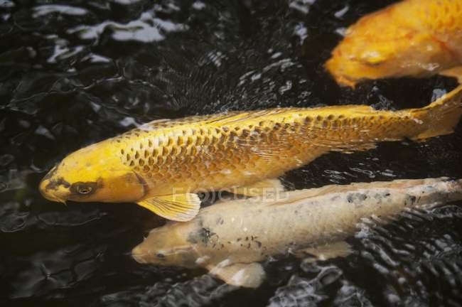Koi peces En el agua - foto de stock