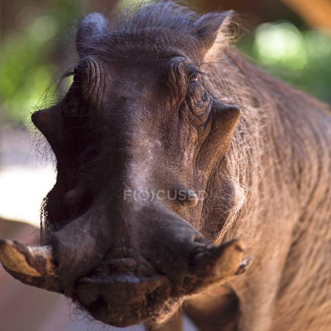 Warthog дивиться на камеру — стокове фото