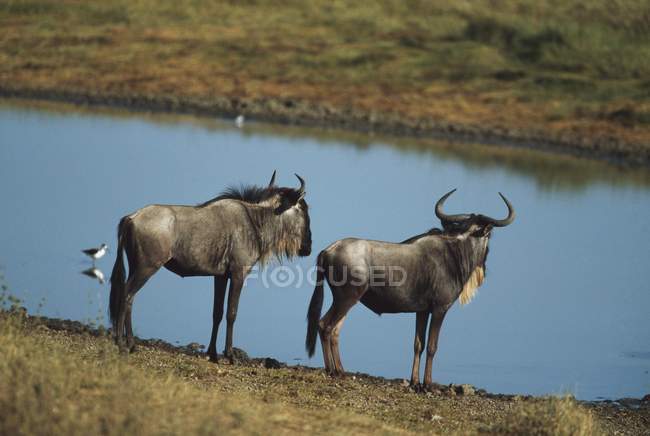 Wildebeests in piedi sulla riva — Foto stock