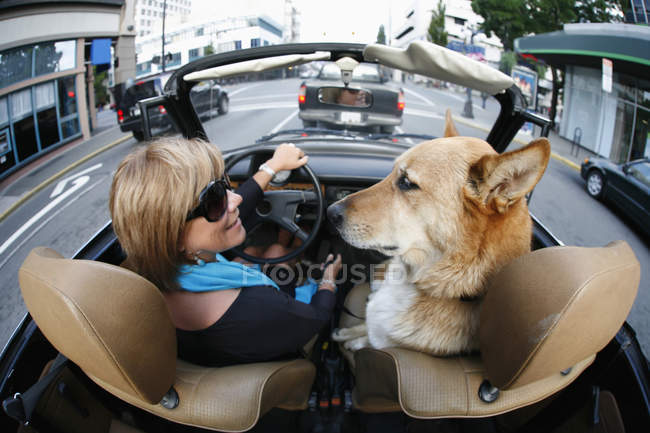 A Woman Drives In Her Classic Volkswagen Convertible With The Top Down, With Her Pet Dog, Through the Streets Of Downtown ; Victoria, Colombie-Britannique, Canada — Photo de stock