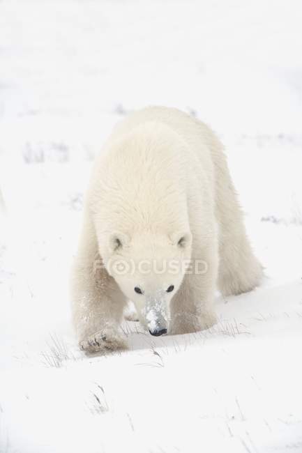 Молодой белый медведь — стоковое фото