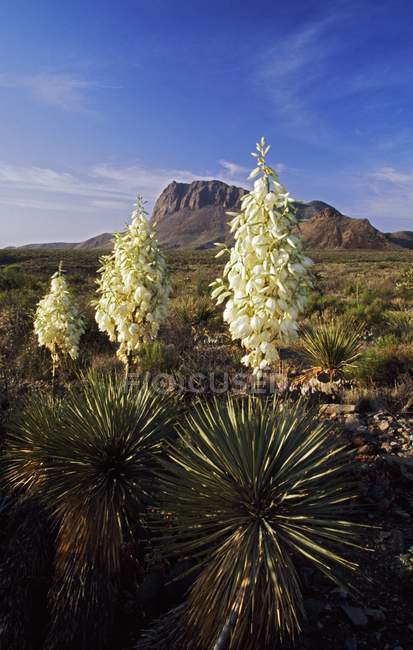 Floreciendo las montañas Yucca Chisos de Torrey - foto de stock