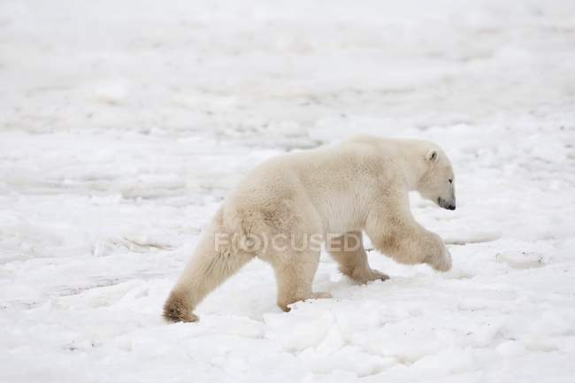 Полярний ведмідь на ходу — стокове фото