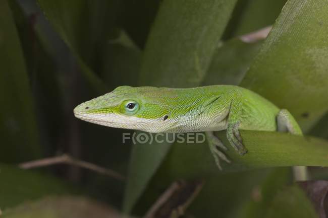 Зелений Anole ящірка — стокове фото