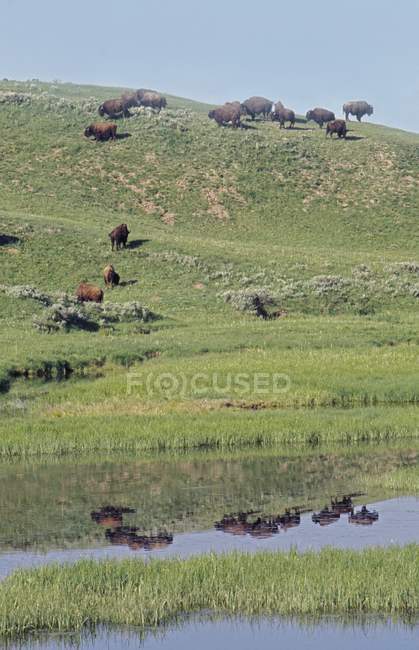Bisões encosta de grama verde — Fotografia de Stock