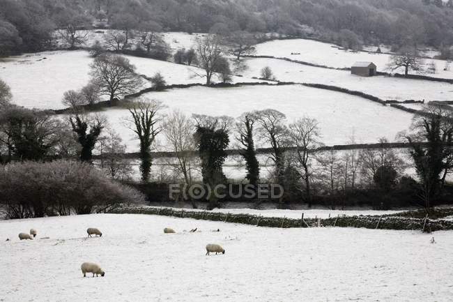 Выпас овец в снегу — стоковое фото